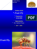 Fruit Fly: - Mr. Sarkawt Raza