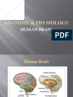 Anatomy & Physiology Brain