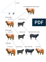 Proyecto de Compra de Una Vaca A 5 Años