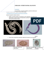 ESQUISTOSOMIASIS