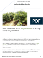 Ultra High Density Mango Cultivation