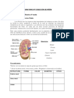 Laboratorio Nº1 Diseccion de Riñón