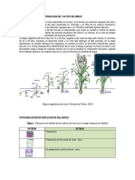 Generalidades Sobre Fenologia de Cultivo de Arroz