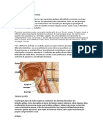 Distúrbios Vocais e Disfonias