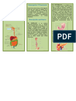 Triptico Sistema Digestivo 2020