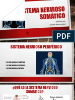 El Sistema Nervioso Somático Exposicion 24 JUN 2020