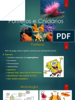 Aula 5 Poríferos