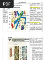 Cuadros Resumen Tejido Conectivo