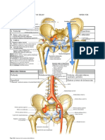 Anatomia Del Miembro Inferior