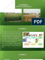 LA SEMILLA Parte I - Practica Agrotecnia PDF