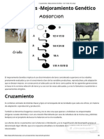 Cruzamientos - Mejoramiento Genético