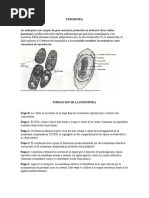 Formacion de La Endospora