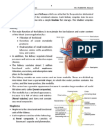 Urinary System