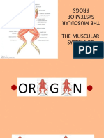 Muscular System of Frogs Report