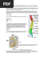 Información General de La Médula Espinal y La Columna Vertebral