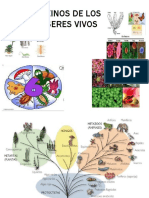 REINOS Monera, Protista, Fungi y Animales