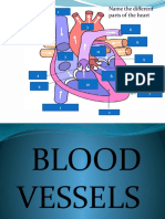 Lesson 4 Blood Vessels