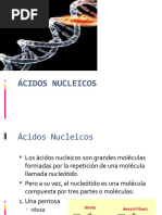 Ácidos Nucleicos