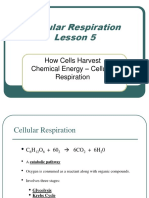 05 - Cellular Respiration