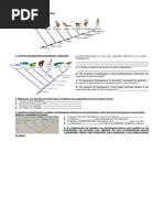 Cladograma y Filogenetica