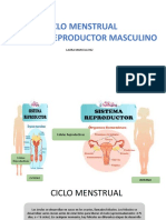 Ciclo Menstrual, Hormonas y Aparato Reproductor Masculino