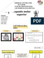 Segundo Molar Superior Completo Exposicion