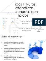 Lípidos II Rutas Metabólicas