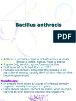 Bacillus