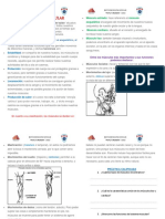 El Sistema Muscular