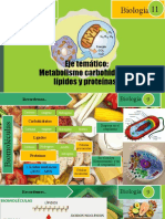 Metabolismo de Carbohidratos Lipidos, Proteinas