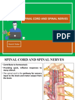 Spinal Cord and Spinal Nerves