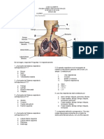 Prueba Sistema Respiratorio Humano