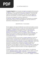 Documento Del Sistema Digestivo