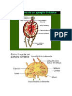 Sistema Linfatico y Ganglio Linfatico