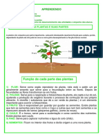 As Plantas e Suas Partes