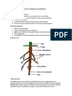 Diferencia Entre Una Raíz Monocotiledónea y Dicotiledónea