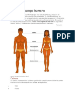 Partes Del Cuerpo Humano