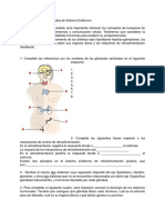 Actividad Nº15 - Sistema Endócrino