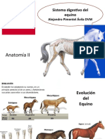 05 Sistema Digestivo Equinos-1