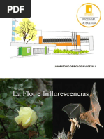 Flor e Inflorescencia - Clase