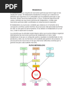 Metabolismo