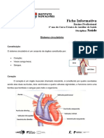 Ficha Informativa Sistema Circulatório