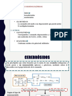 Cerebrósido, Gangliósido, Sulfátidos