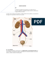 Aparato Excretor