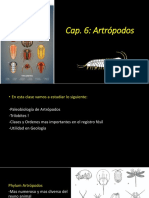 Cap 6 Artrópodos