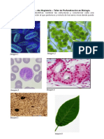 Tarea V - Matías Bobadilla - 4to Magisterio - Taller de Profundización en Biología