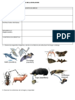 Actividad Sobre Las Evidencias de La Evolucion