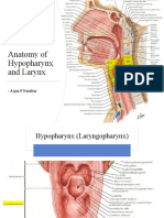 Anatomy of Hypopharynx and Larynx