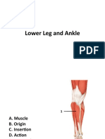 Lower Leg and Ankle