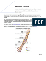 Venas y Arterias de Miembros Superiores